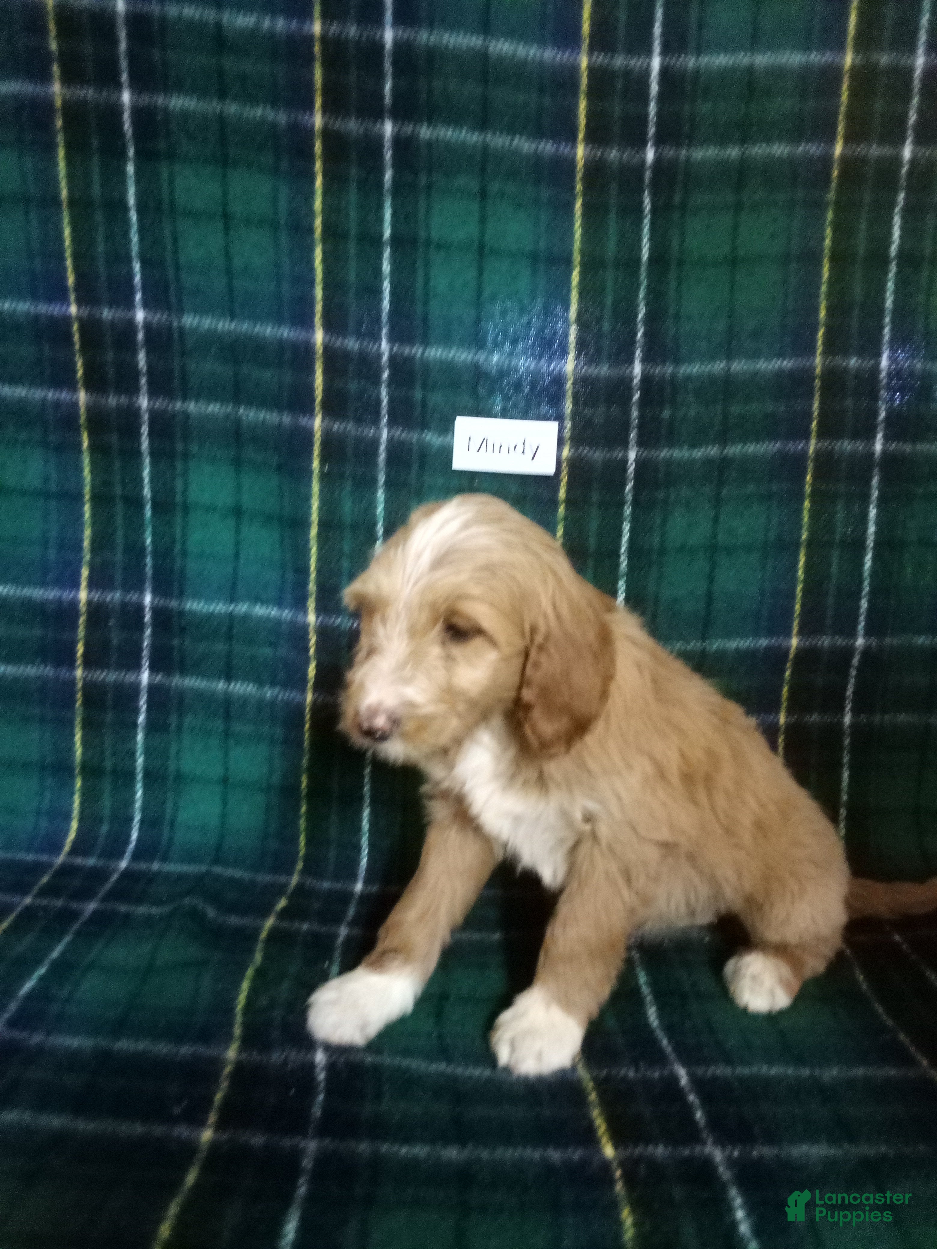 Mixed Breed dogs Mindy - Ad 2