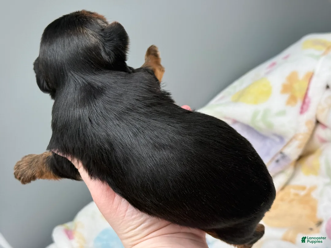 Yorkshire Terrier dogs for sale: Ash - Ad 4