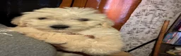 Goldendoodle dogs for sale: London - Ad 2