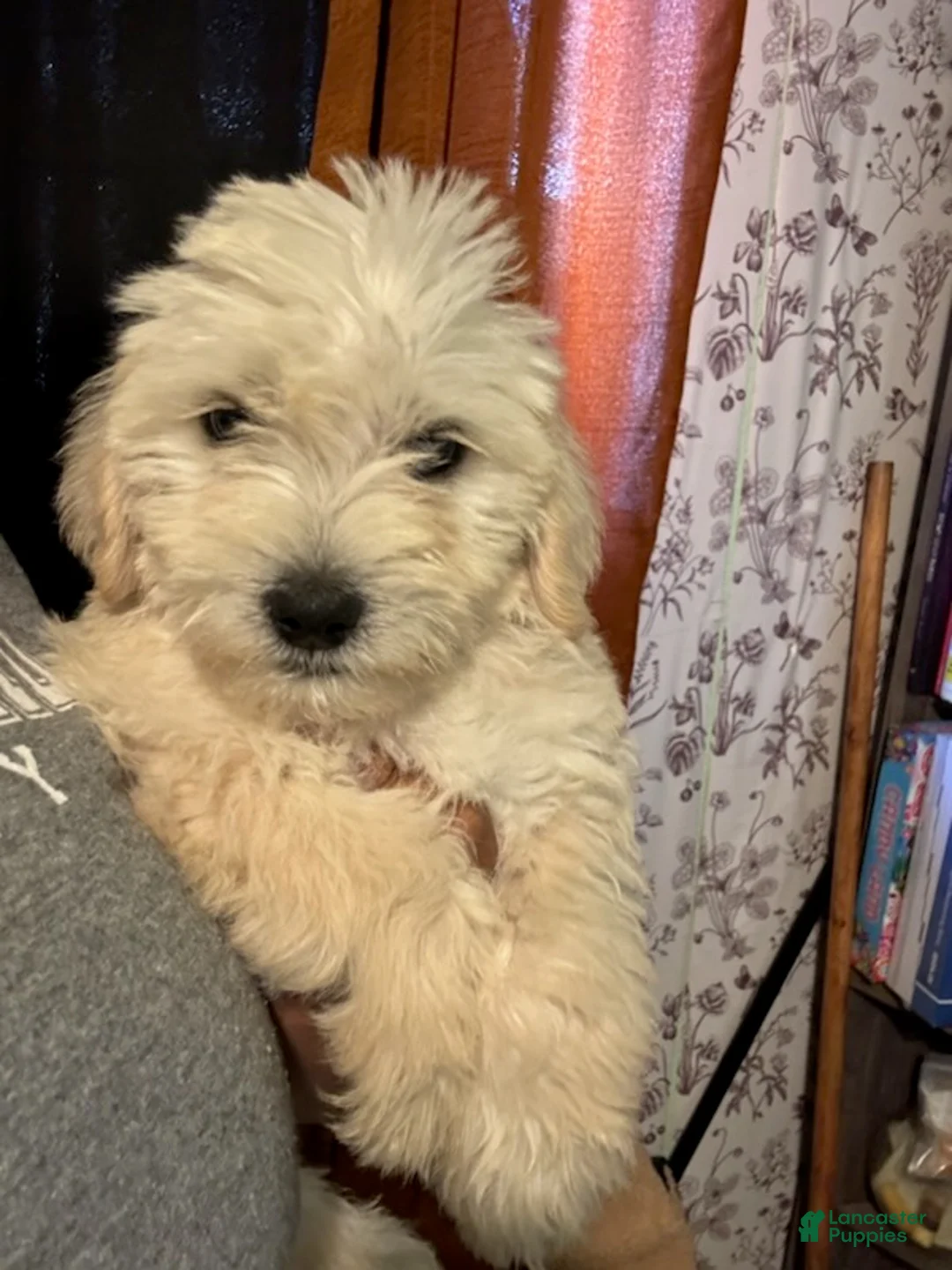 Goldendoodle dogs for sale: London - Ad 2
