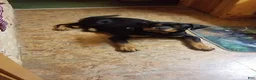 Rottweiler dogs for sale: Scarlett - Ad 11