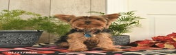 Yorkshire Terrier dogs for sale: Rusty  - Ad 6