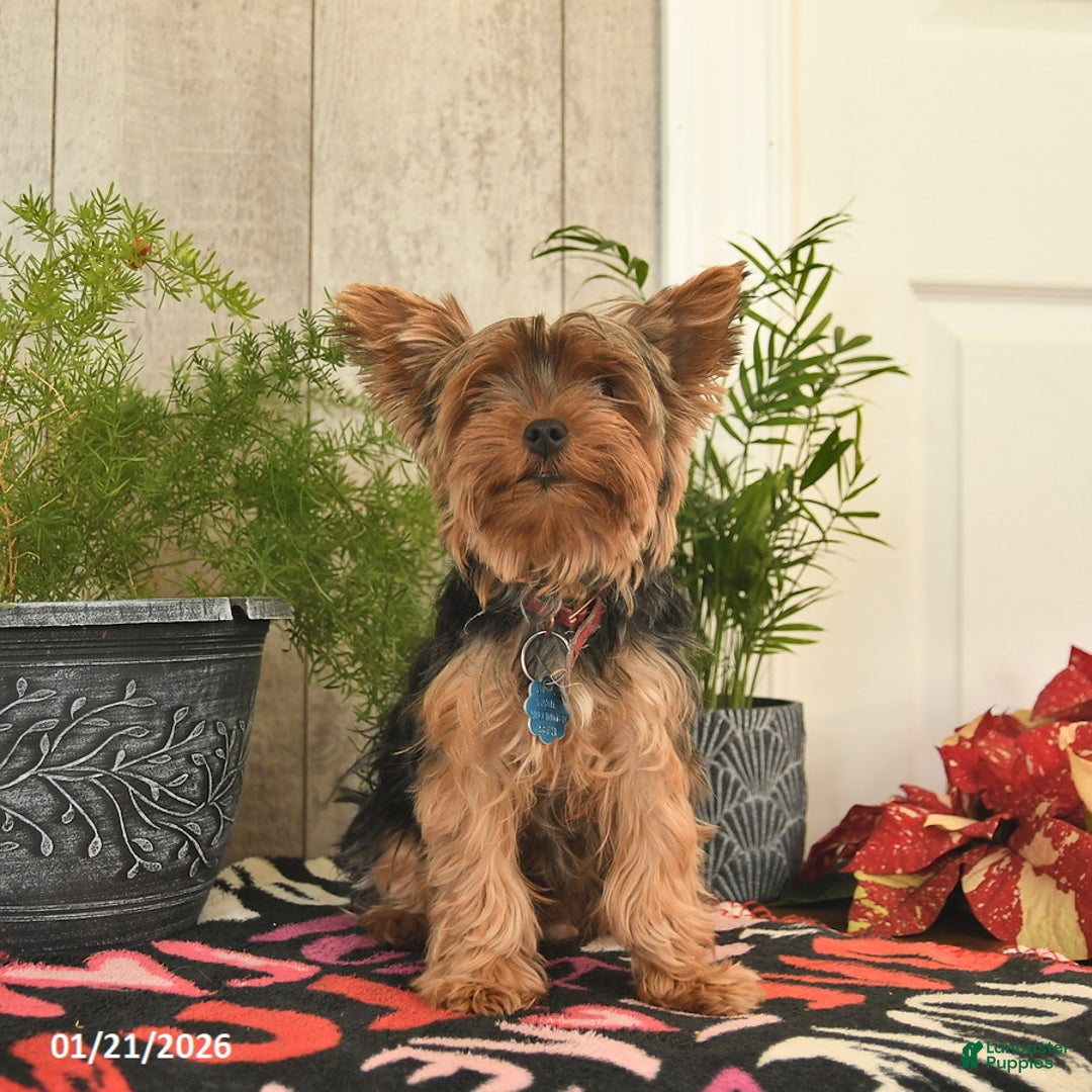 Yorkshire Terrier dogs for sale: Rusty  - Ad 6