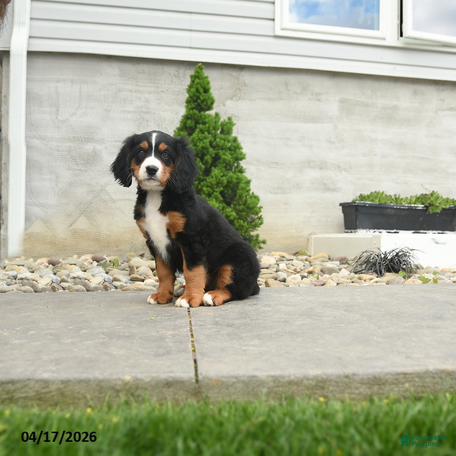 Miniature Bernese Mountain Dog dogs Marty - Ad 2