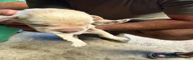 Labrador Retriever 11