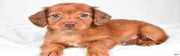 Miniature Dachshund dogs for sale: Banks - Ad 1