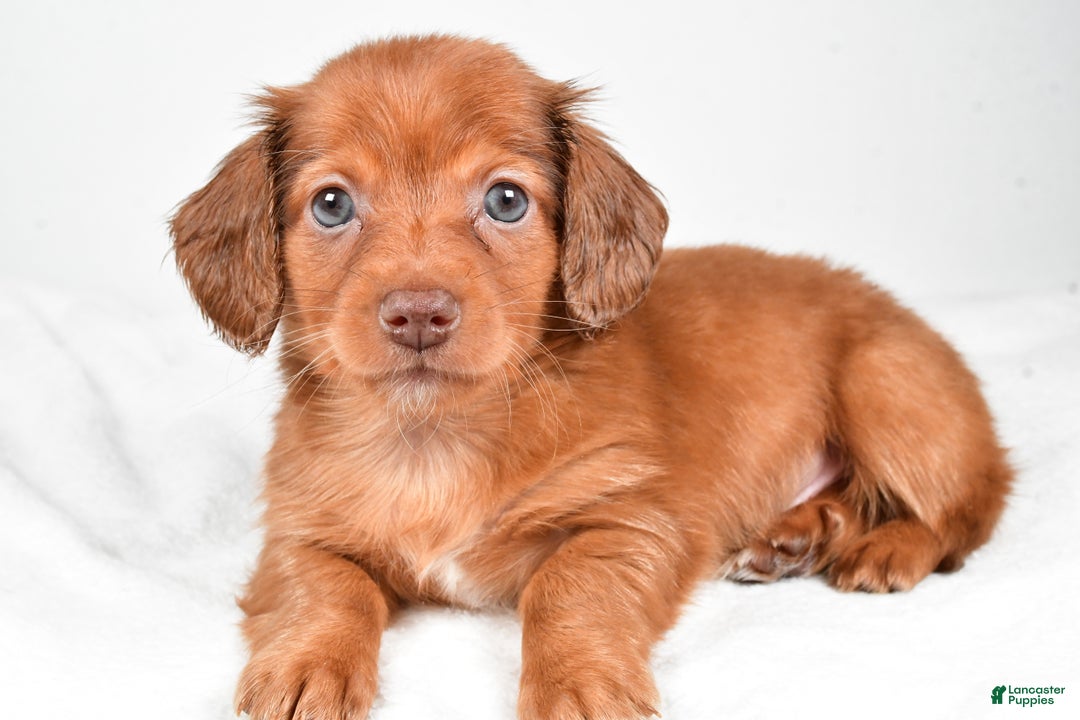 Miniature Dachshund dogs for sale: Banks - Ad 1