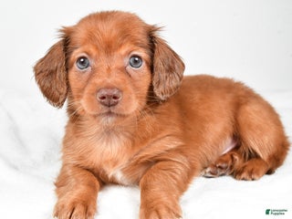 Miniature Dachshund dogs Banks - Ad 40