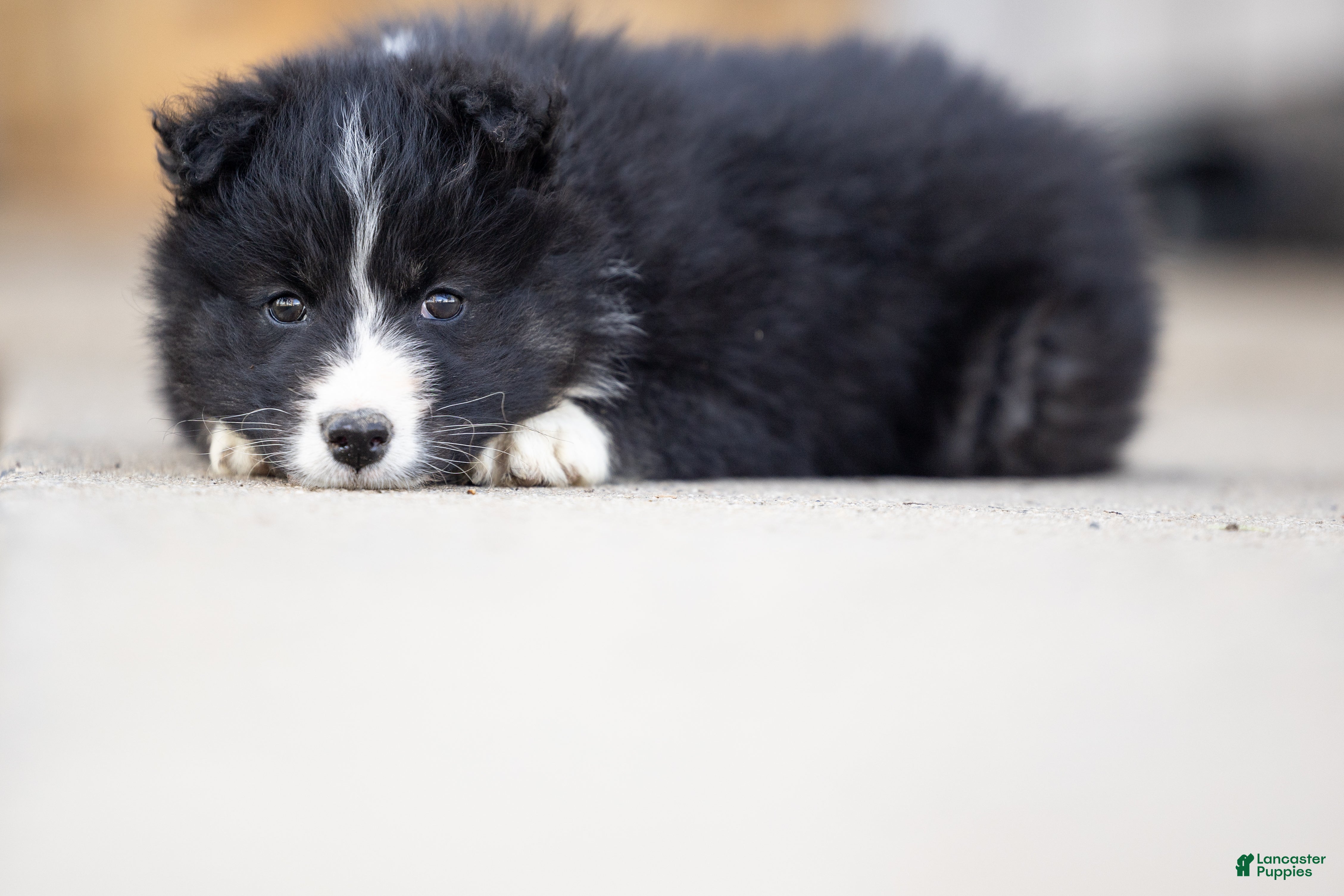 Mixed Breed dogs Muffin - Ad 2