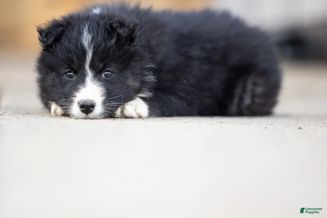 Mixed Breed dogs for sale: Muffin - Ad 2