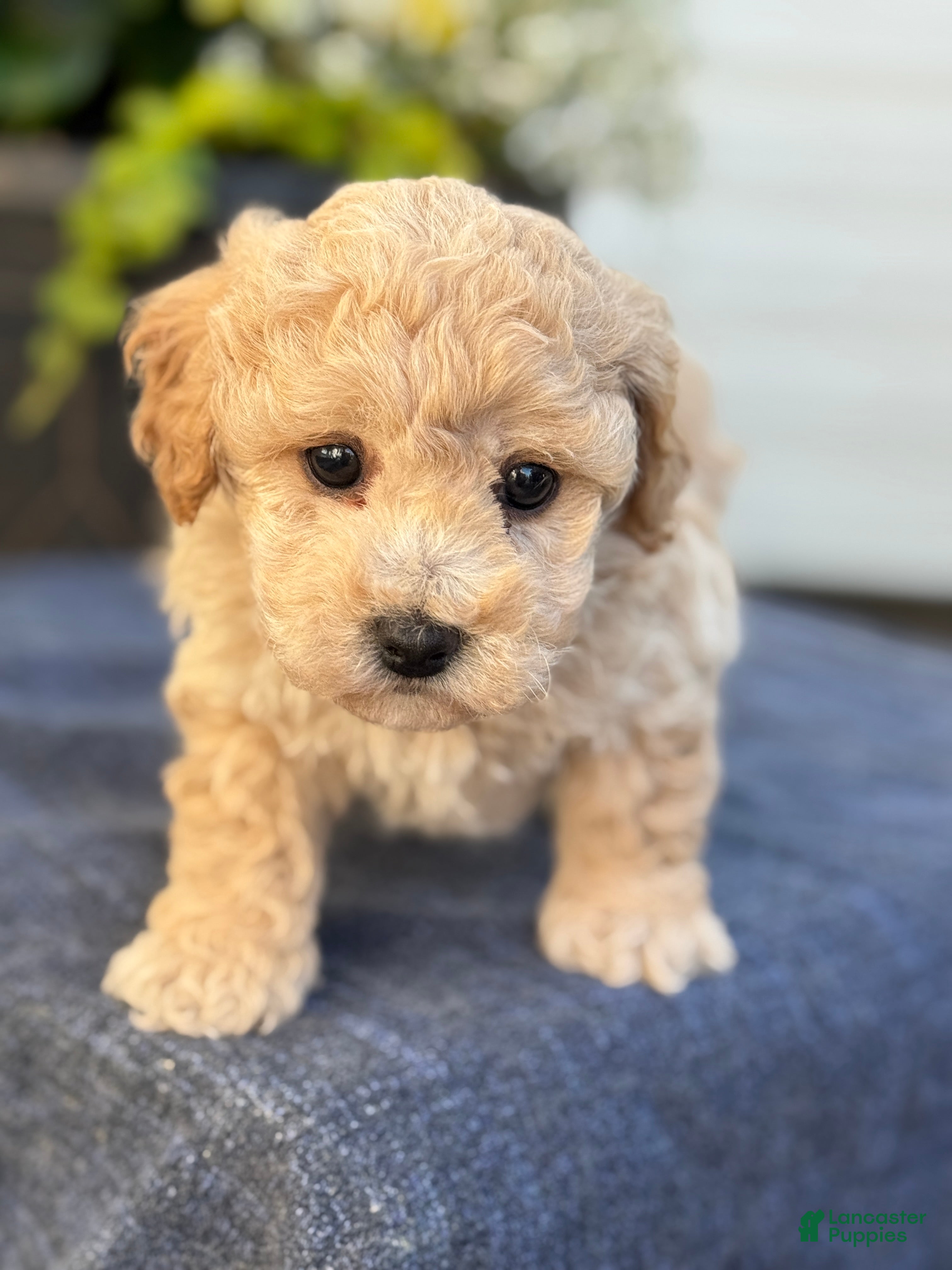 Bichpoo dogs for sale: Franklin - Ad 10