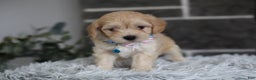 Maltipoo dogs for sale: Millie - Ad 7