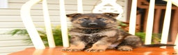 German Shepherd dogs for sale: Snow  - Ad 3