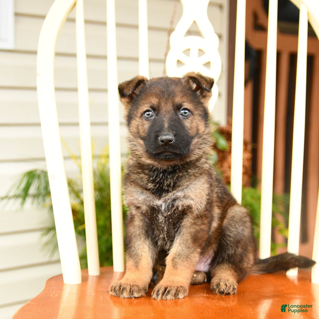 German Shepherd dogs for sale: Snow  - Ad 3