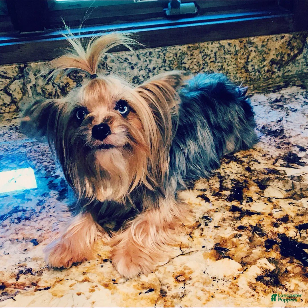 Yorkshire Terrier dogs for sale: Yorkshire Terrier Puppy 1 - Ad 3