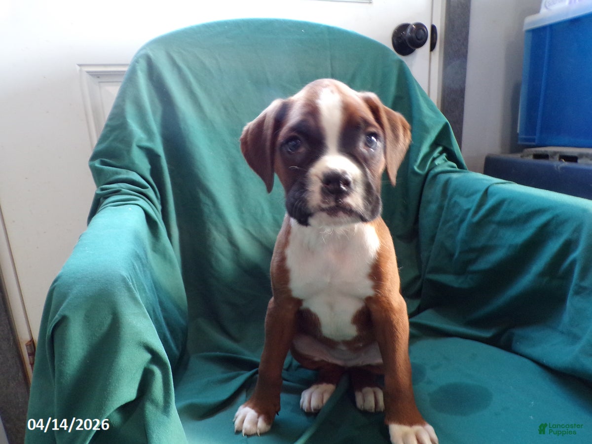 Boxer dogs Cloe - Ad 1