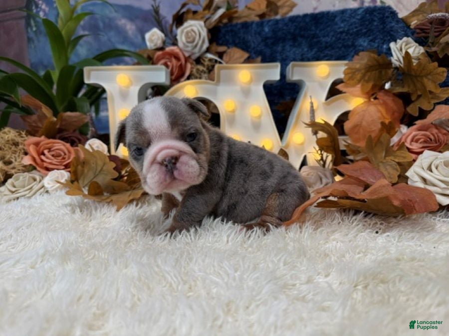 English Bulldog dogs Lola (lite Merle) - Ad 1