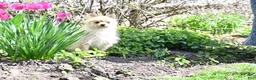 Pomeranian dogs for sale: Tommy - Ad 5