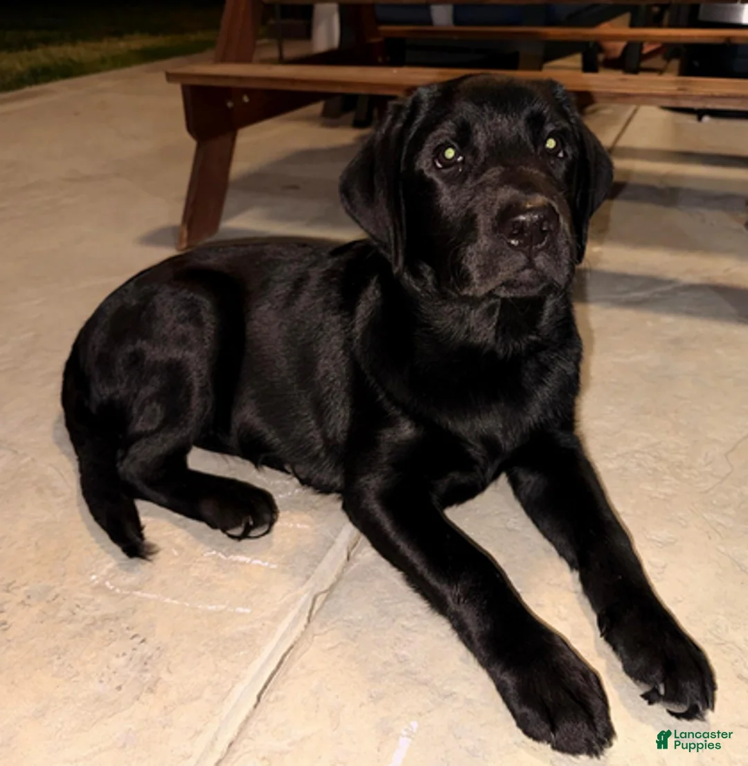 Labrador Retriever dogs for sale: Korra - Ad 1