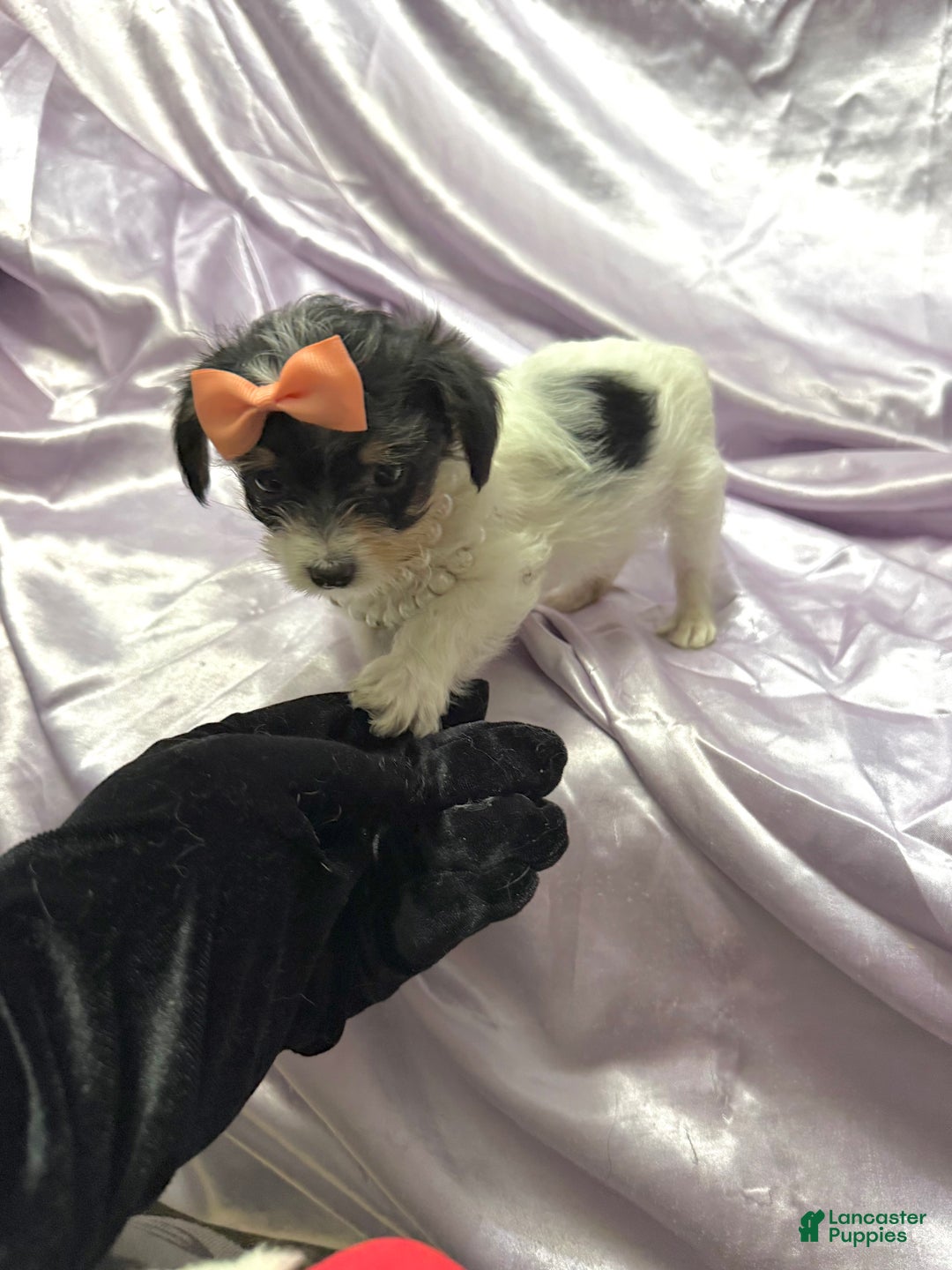 Yorkshire Terrier dogs for sale: Alfredo - Ad 2