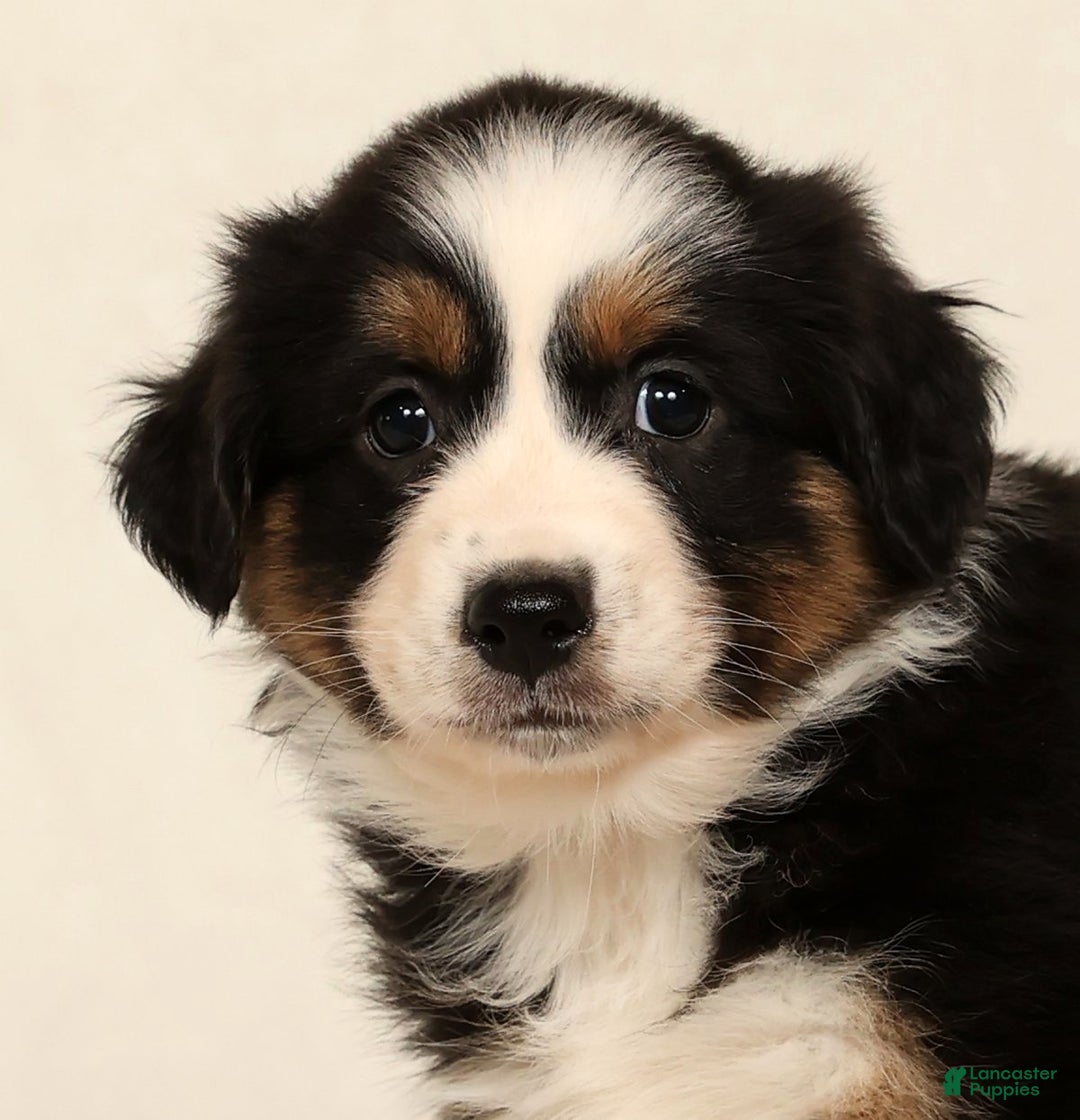 Miniature Australian Shepherd dogs for sale: Tammy - Ad 8