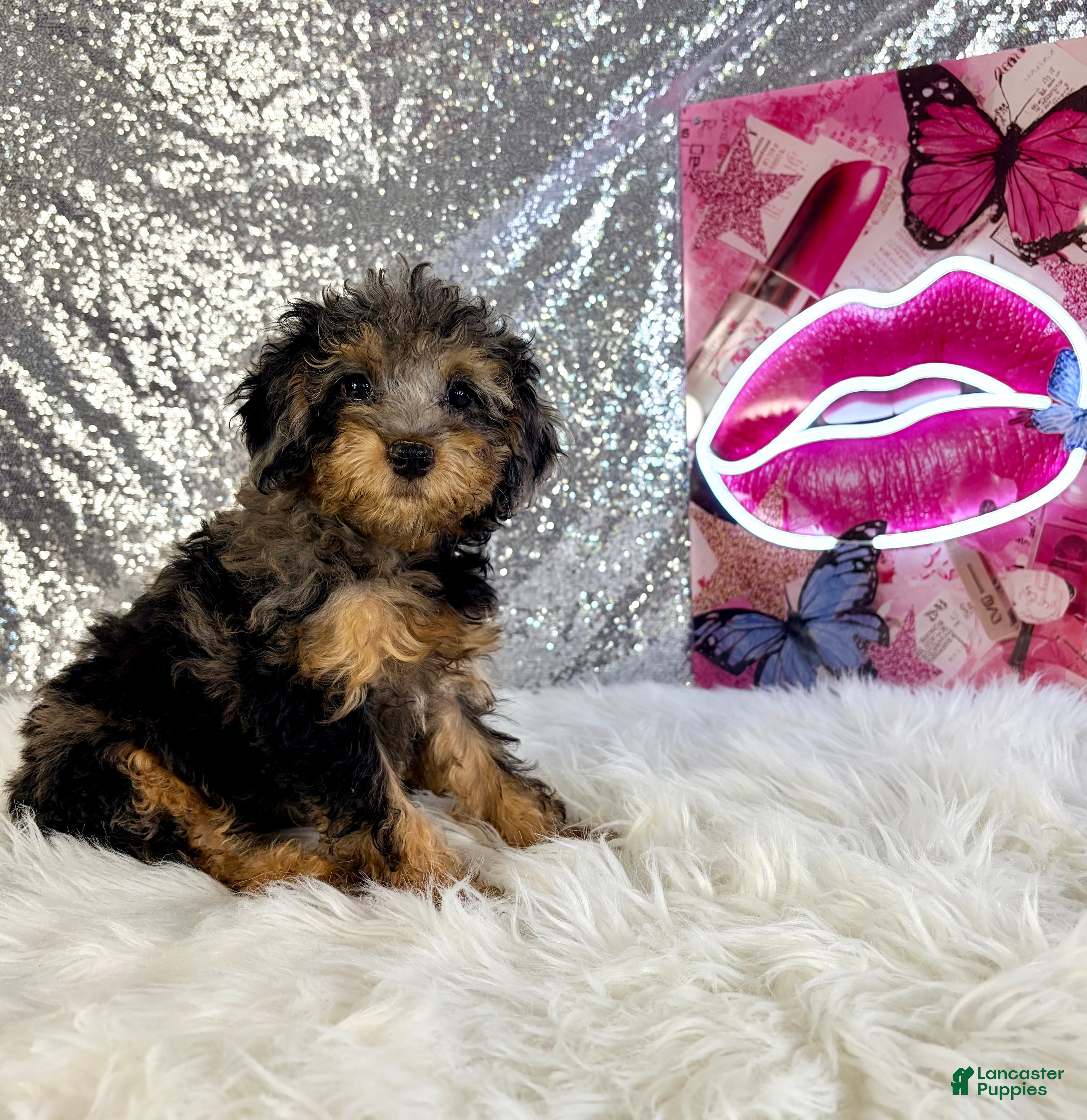 Mixed Breed dogs for sale: Ally Mae - Ad 4