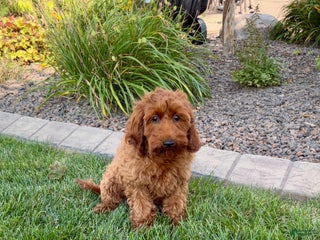 Cockapoo dogs Shellie - Ad 8