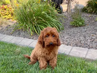Cockapoo dogs Shellie - Ad 30