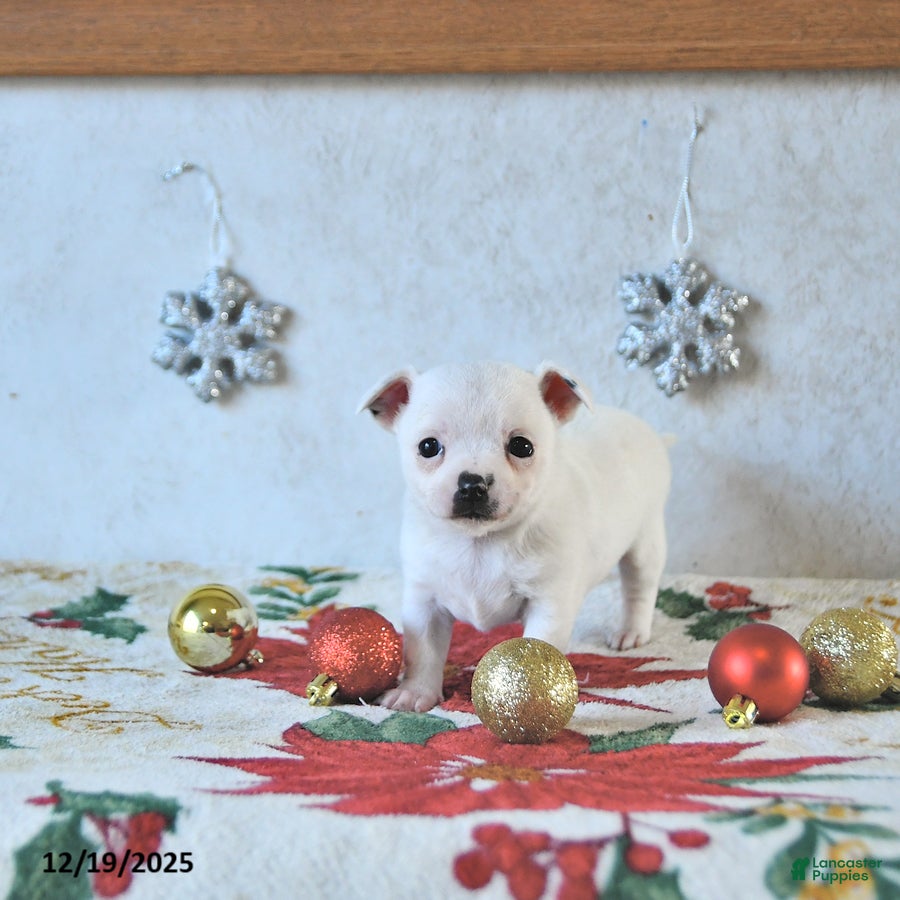 Chihuahua dogs Fairy - Ad 2