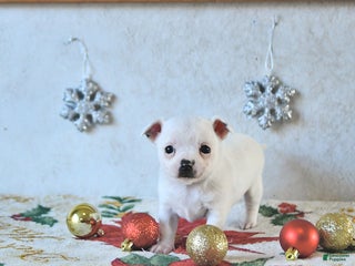 Chihuahua dogs Fairy - Ad 2