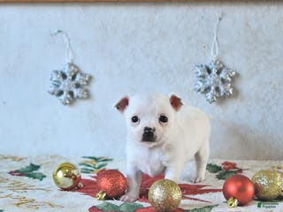 Chihuahua dogs Fairy - Ad 41