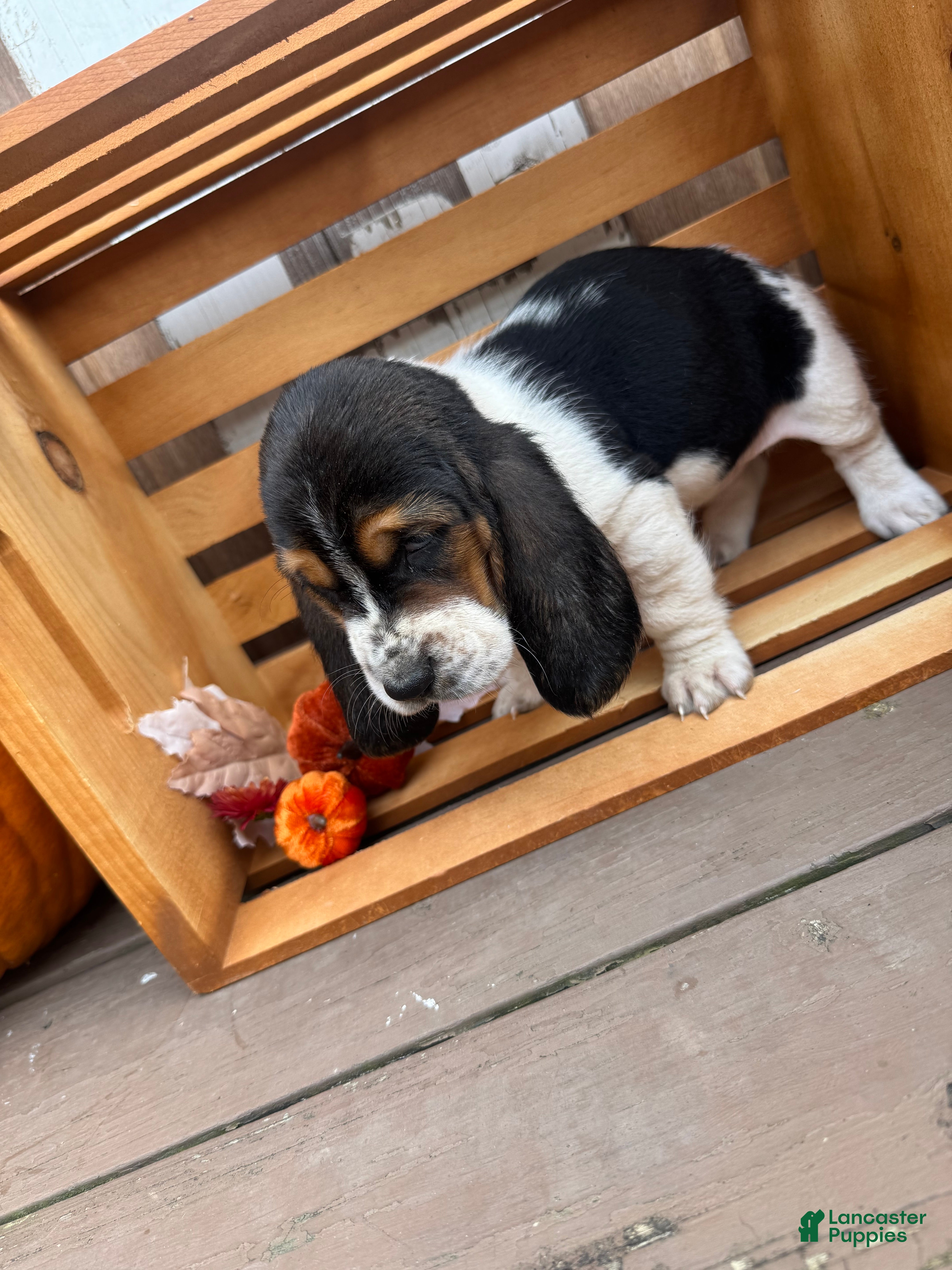 Basset Hound dogs for sale: Lexi - Ad 38