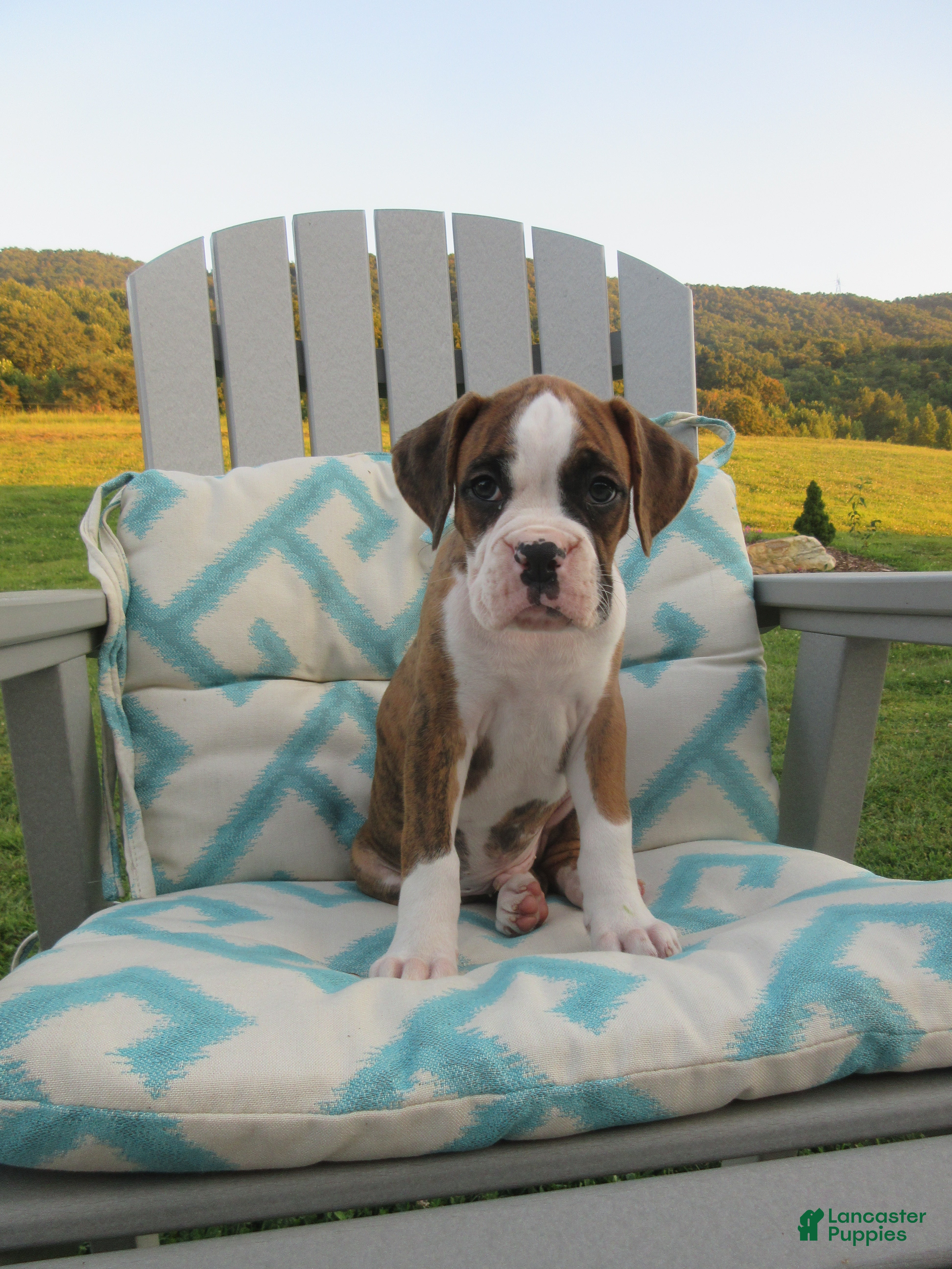 Boxer dogs Kade - Ad 1