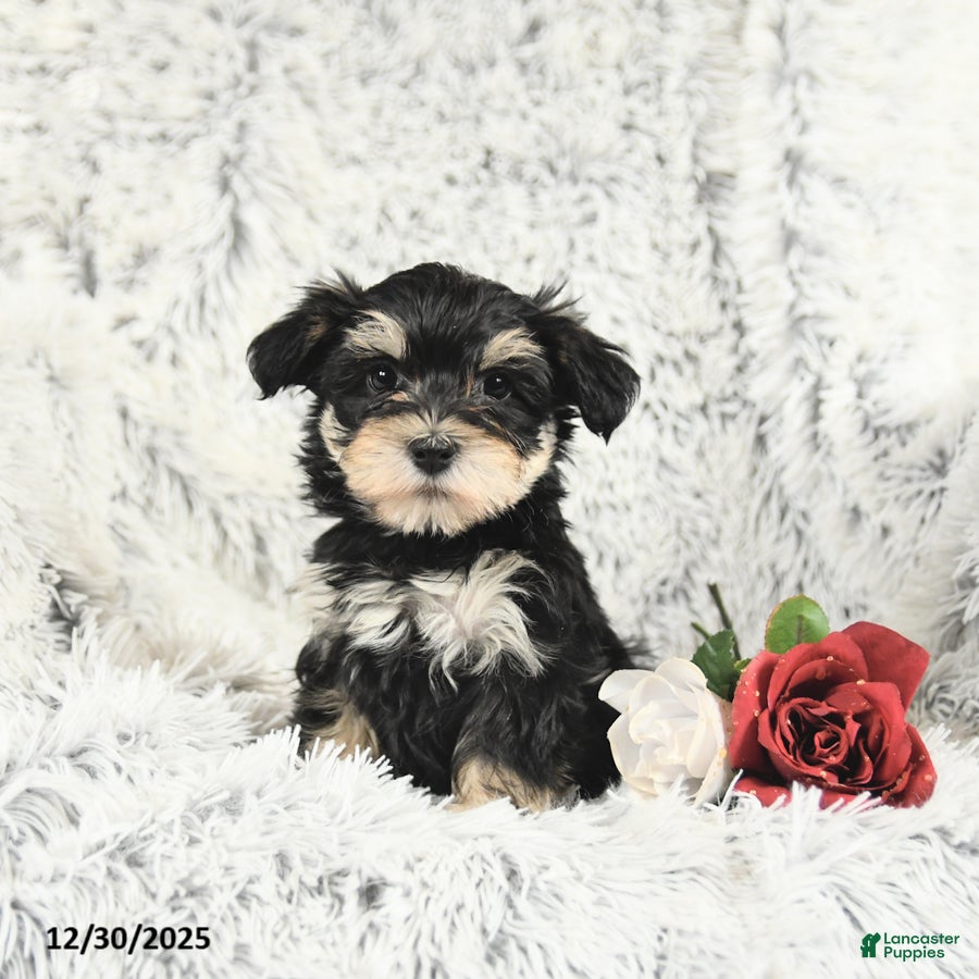 Morkie dogs Baxter - Ad 40