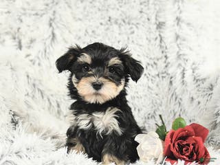Morkie dogs Baxter - Ad 40