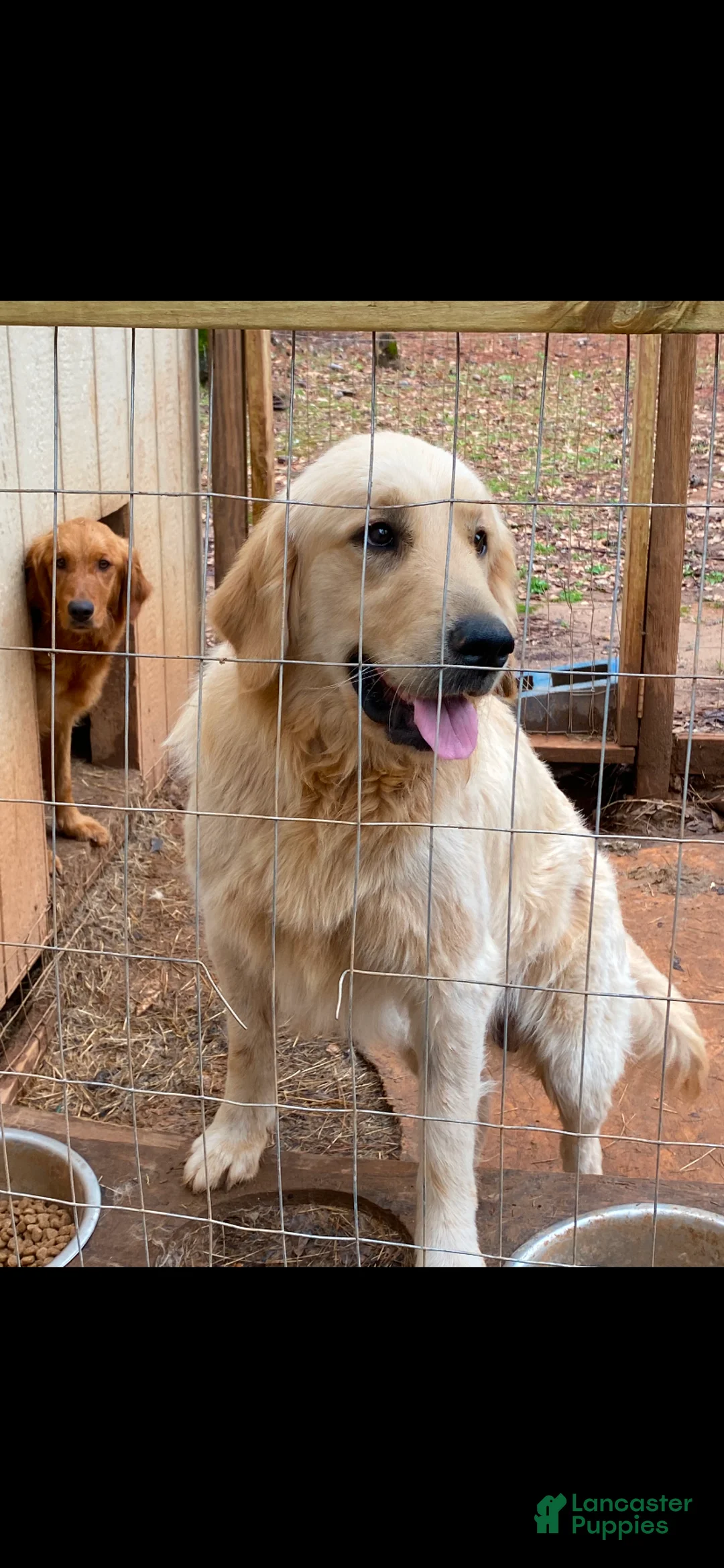 Golden Retriever dogs for sale: Golden Retriever dark blue boy - Ad 2