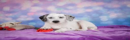 Mixed Breed dogs for sale: Sara - Ad 6