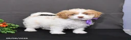 Cavapoo dogs for sale: Orchid - Ad 4