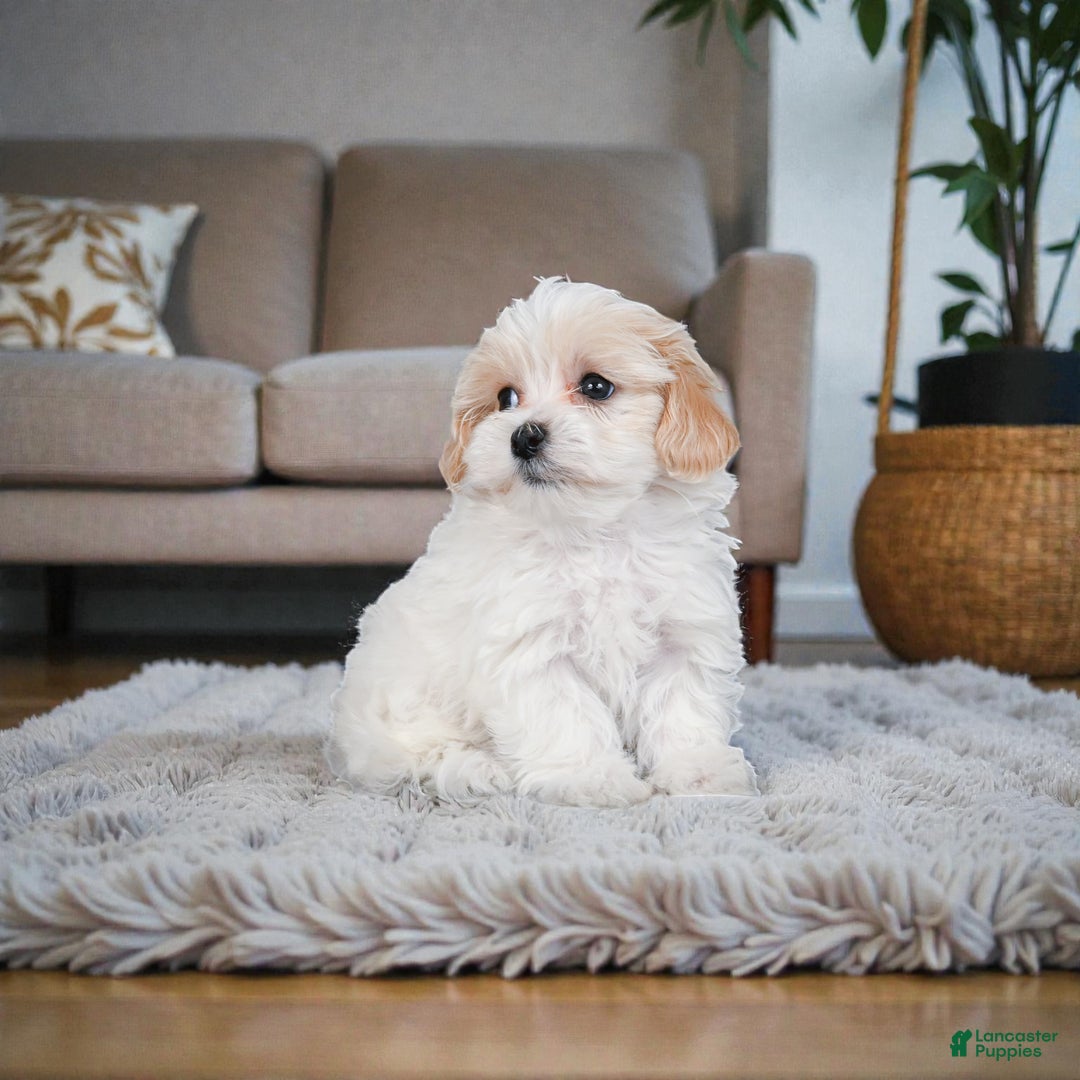 Maltipoo dogs for sale: rocky - Ad 7