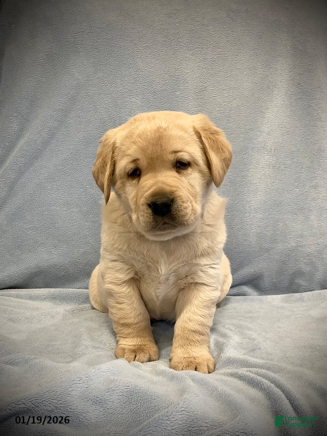 Labrador Retriever dogs Oscar - Ad 3