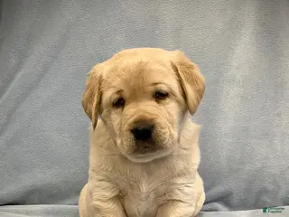 Labrador Retriever dogs Oscar - Ad 42