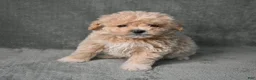 Maltipoo dogs for sale: Maltipoo 3 - Ad 4