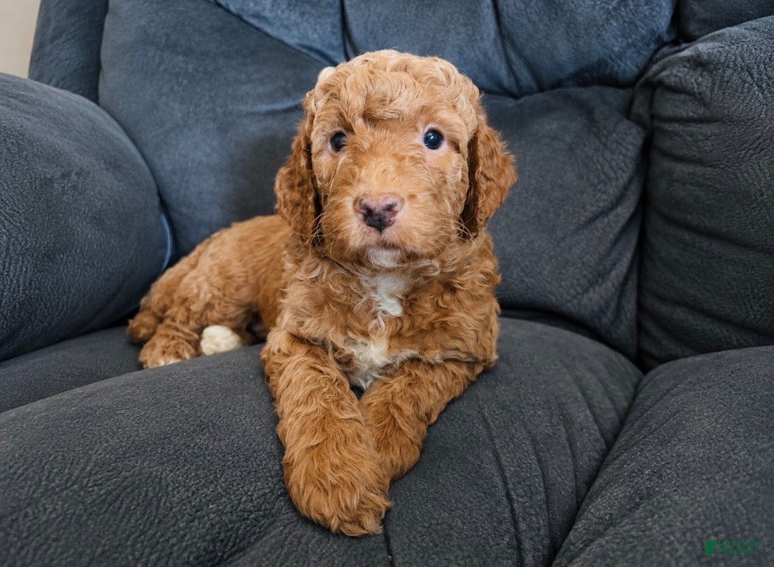 Mini Goldendoodle dogs  Yellow Collar - Ad 2