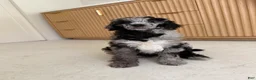 Standard Poodle dogs for sale: Bluejay - Ad 5