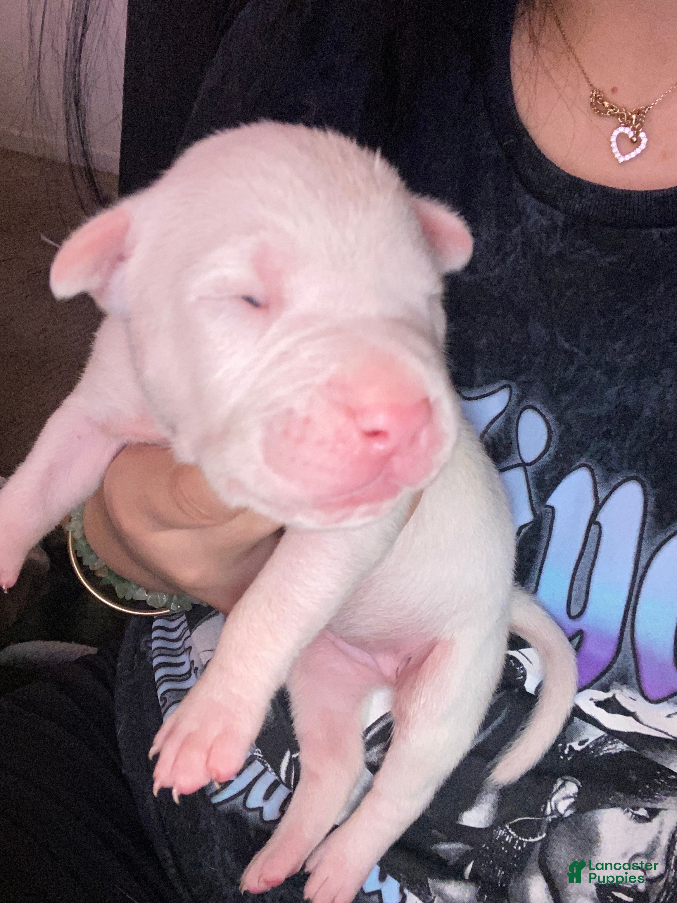 Mixed Breed dogs Mixed Breed Puppy 9 - Ad 41