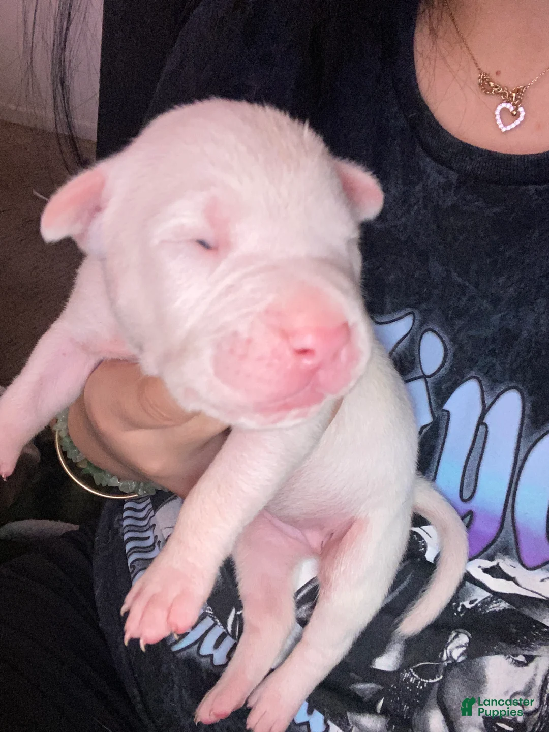 Mixed Breed dogs for sale: Mixed Breed Puppy 9 - Ad 1