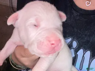 Mixed Breed dogs Mixed Breed Puppy 9 - Ad 41