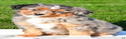 Miniature Australian Shepherd dogs for sale: Austin - Ad 1