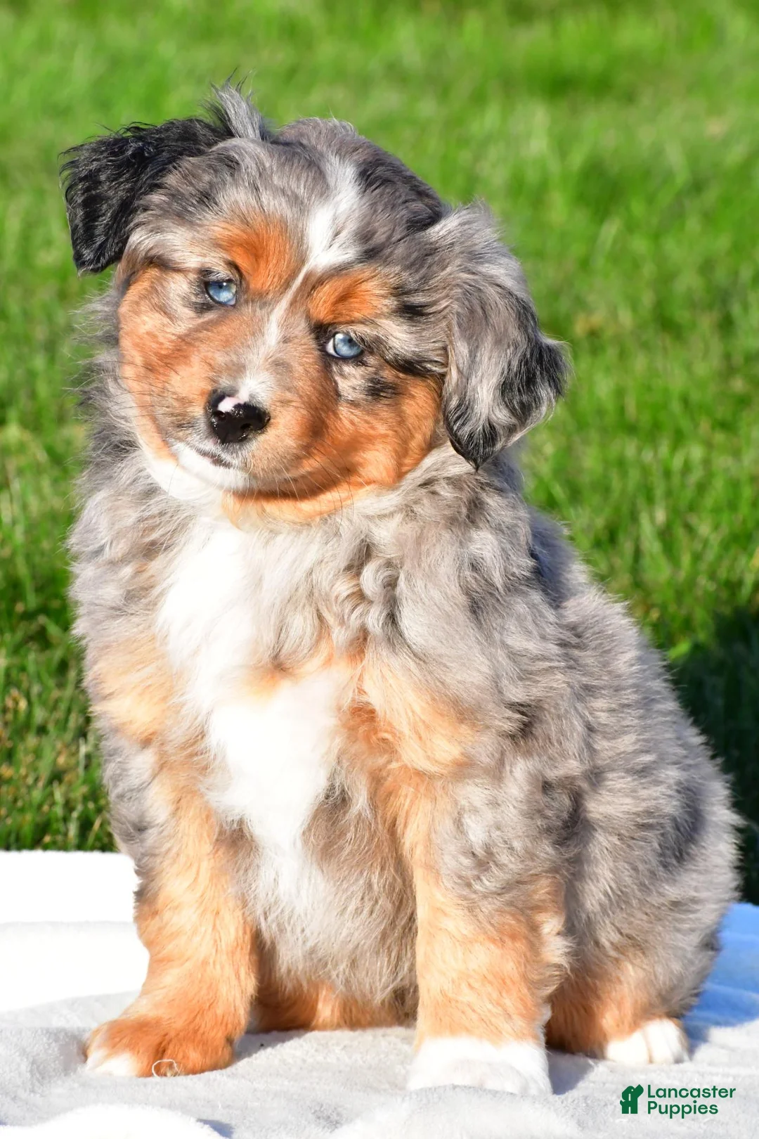 Miniature Australian Shepherd dogs for sale: Austin - Ad 1