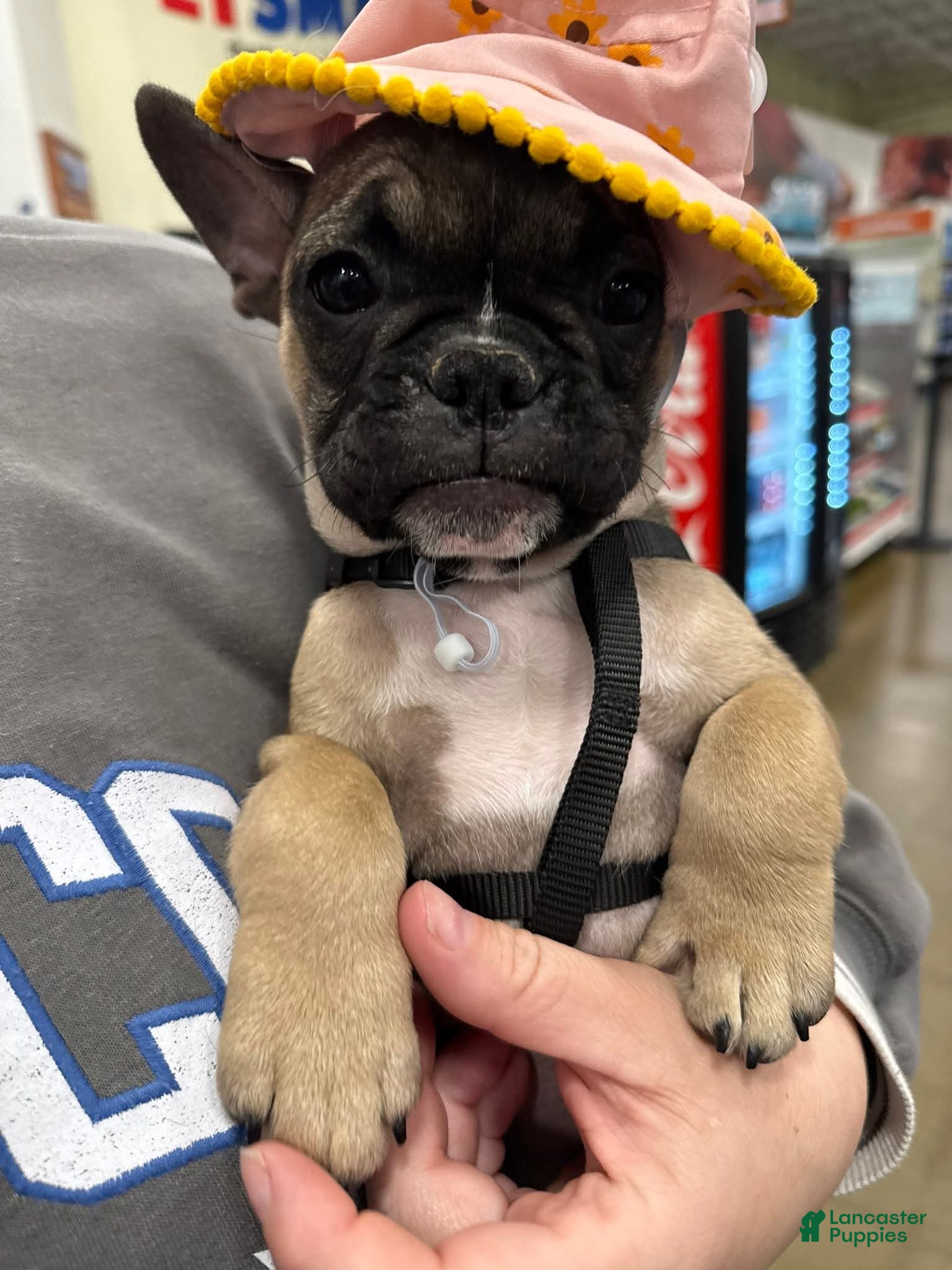 French Bulldog dogs for sale: Jojo - Ad 1